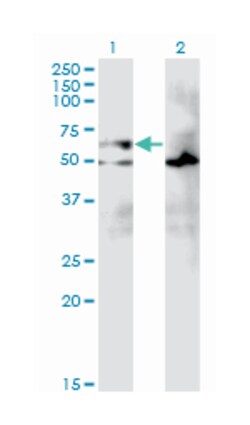 eukaryotic translation initiation factor 2A, 65kDa, Mouse, Clone: 3D5,