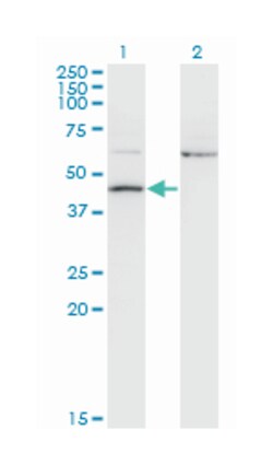 AIFM2, Mouse, Clone: 2C6, Abnova 200&mu;L; Unlabeled:Antibodies, Monoclonal