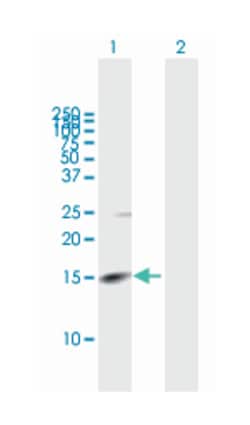 rhomboid, veinlet-like 2 (Drosophila), Mouse, Purified MaxPab Polyclonal