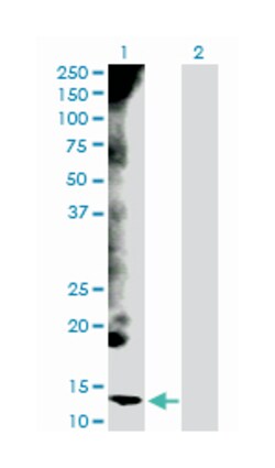 cytochrome c, somatic, Rabbit, Purified MaxPab Polyclonal Antibody, Abnova