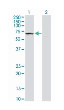 kelch domain containing 4, Mouse, Clone: 4G11, Abnova 100&mu;g; Unlabeled:Antibodies,