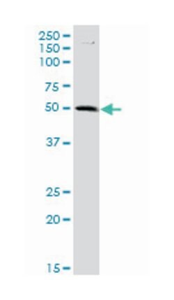 chromosome 9 open reading frame 68, Mouse, Polyclonal Antibody, Abnova
