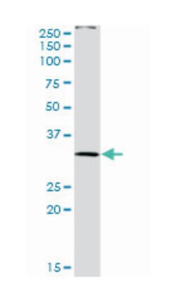 phospholipid scramblase 3, Rabbit, Purified MaxPab Polyclonal Antibody,