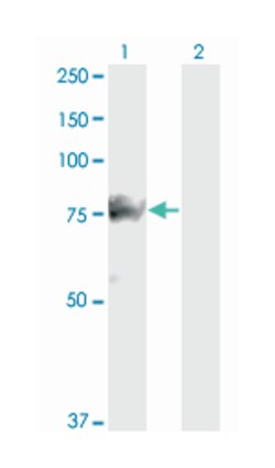 SMAD specific E3 ubiquitin protein ligase 1, Mouse, Clone: 1D7, Abnova