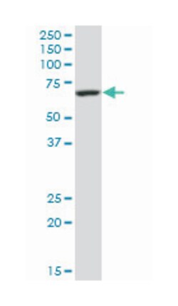 GATA zinc finger domain containing 2B (A01), Mouse anti-Human, Mouse, Polyclonal Antibody, Abnova 50 &mu;L | Buy Online | Abnova | Fisher Scientific