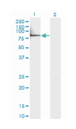 interleukin 22 receptor, alpha 1, Mouse, Clone: 2E6, Abnova 100&mu;g; Unlabeled:Antibodies,