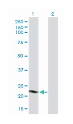 CIDEC, Mouse, Purified MaxPab Polyclonal Antibody, Abnova 50&mu;g; Unlabeled:Antibodies,