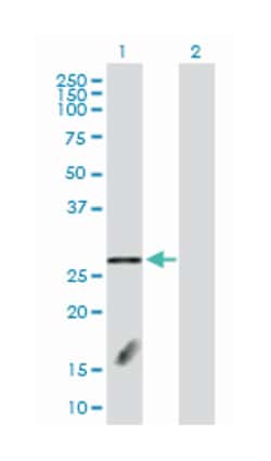 F-box and leucine-rich repeat protein 18, Rabbit, Purified MaxPab Polyclonal