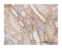 EF-hand domain family, member D1, Mouse, Clone: 1H7, Abnova 100&mu;g; Unlabeled:Antikörper