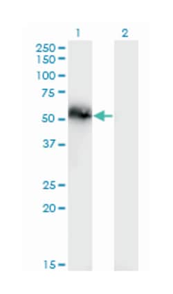 tensin 4, Mouse, Clone: 3B8, Abnova 100&mu;g; Unlabeled:Antibodies, Monoclonal