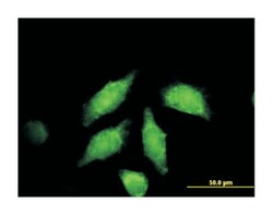WNT3A, Mouse, Purified MaxPab Polyclonal Antibody, Abnova 50&mu;g; Unlabeled:Antibodies,