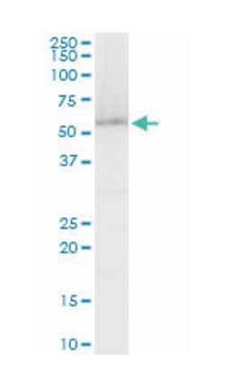 zinc finger protein 622 (A01), Mouse anti-Human, Mouse, Rat, Polyclonal