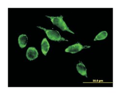 ATPase family, AAA domain containing 3A, Mouse, Purified MaxPab Polyclonal