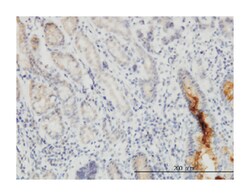 nucleoporin 133kDa, Mouse, Clone: 3E8, Abnova 100&mu;g; Unlabeled:Antibodies,
