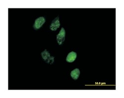 EAF1, Mouse, Purified MaxPab Polyclonal Antibody, Abnova 50&mu;g; Unlabeled:Antibodies,