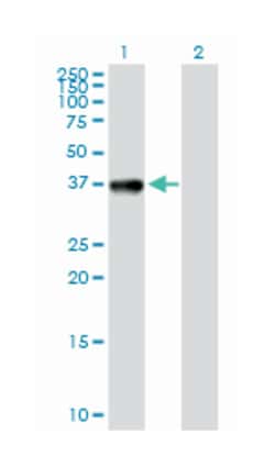 cytokine induced apoptosis inhibitor 1, Rabbit, Purified MaxPab Polyclonal