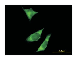 Raptor, Mouse, Polyclonal Antibody, Abnova 50&mu;L; Unlabeled:Antibodies,