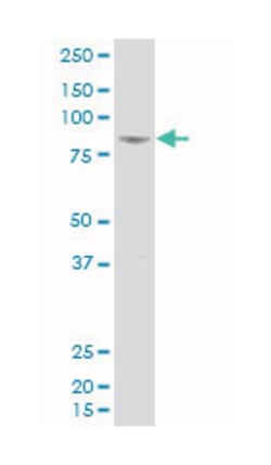 FAST kinase domains 5, Mouse, Polyclonal Antibody, Abnova 50&mu;L; Unlabeled:Antibodies,