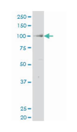 Ras and Rab interactor 2, Mouse, Polyclonal Antibody, Abnova 50&mu;L; Unlabeled:Antibodies,
