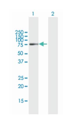 asparagine synthetase domain containing 1, Mouse, Purified MaxPab Polyclonal