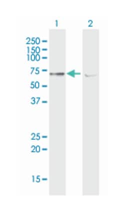 ATPase family, AAA domain containing 3A, Mouse, Purified MaxPab Polyclonal