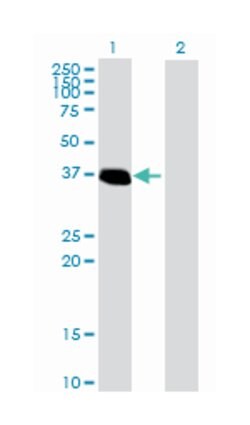 zinc finger protein 444, Mouse, Purified MaxPab Polyclonal Antibody, Abnova