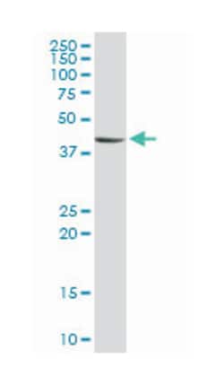 serine/threonine/tyrosine kinase 1, Rabbit, Purified MaxPab Polyclonal