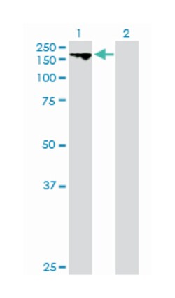C20orf23, Mouse, Purified MaxPab Polyclonal Antibody, Abnova 50 &mu;g | Buy Online | Abnova Corporation | Fisher Scientific