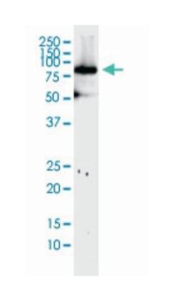 mitofusin 1, Mouse, Clone: 3C9, Abnova 100&mu;g; Unlabeled:Antibodies,