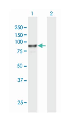 VAC14, Mouse, Purified MaxPab Polyclonal Antibody, Abnova 50&mu;g; Unlabeled:Antibodies,