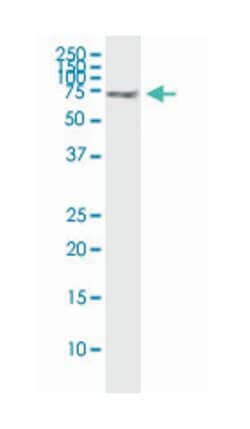 SPAG16, Mouse, Clone: 1D2, Abnova 100&mu;g; Unlabeled:Antibodies, Monoclonal