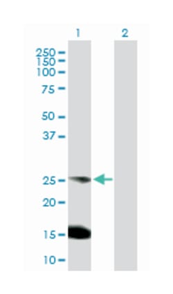 B-cell receptor-associated protein 29, Rabbit, Purified MaxPab Polyclonal