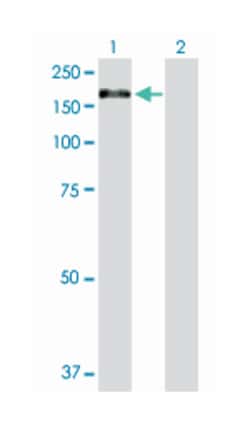 exportin 5, Rabbit, Purified MaxPab Polyclonal Antibody, Abnova 100 &mu;g | Buy Online | Abnova Corporation | Fisher Scientific