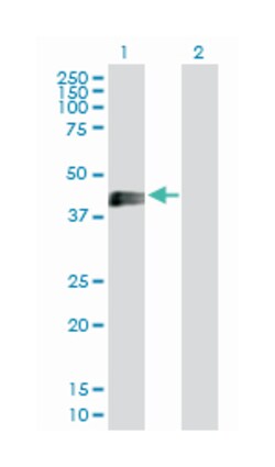 ectodysplasin A2 receptor, Rabbit, Purified MaxPab Polyclonal Antibody,