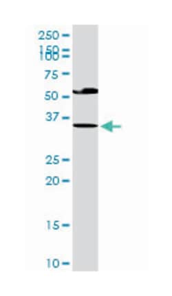 ectodysplasin A2 receptor, Rabbit, Purified MaxPab Polyclonal Antibody,