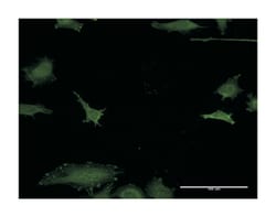 EF-hand domain family, member D1, Mouse, Clone: 1H7, Abnova 100&mu;g; Unlabeled:Antikörper