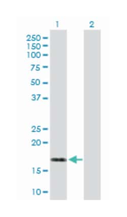 dual specificity phosphatase 22, Rabbit, Purified MaxPab Polyclonal Antibody,