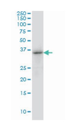 tribbles homolog 3 (Drosophila), Mouse, Clone: 2G5, Abnova 100&mu;g; Unlabeled:Antibodies,