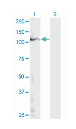 polymerase (RNA) I polypeptide B, 128kDa, Mouse, Clone: 4H6, Abnova 100&mu;g;