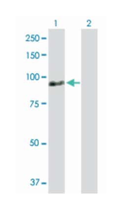 zinc finger protein 496, Rabbit, Purified MaxPab Polyclonal Antibody, Abnova