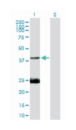 EAF1, Mouse, Purified MaxPab Polyclonal Antibody, Abnova 50&mu;g; Unlabeled:Antibodies,