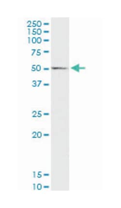 WNT3A, Mouse, Purified MaxPab Polyclonal Antibody, Abnova 50&mu;g; Unlabeled:Antibodies,
