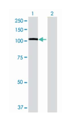 NIMA (never in mitosis gene a)- related kinase 9, Mouse, Polyclonal Antibody,
