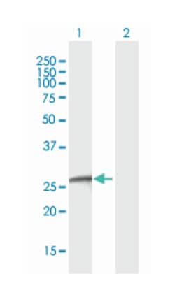 egl nine homolog 3 (C. elegans), Mouse, Purified MaxPab Polyclonal Antibody,