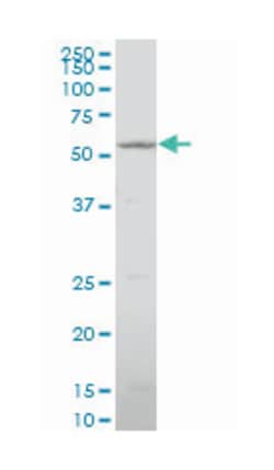 cytochrome P450, family 26, subfamily B, polypeptide 1, Mouse, Polyclonal