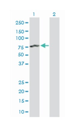 p21 protein (Cdc42/Rac)-activated kinase 6, Mouse, MaxPab Polyclonal Antibody,