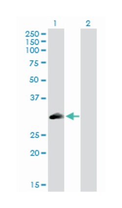 phospholipid scramblase 3, Rabbit, Purified MaxPab Polyclonal Antibody,