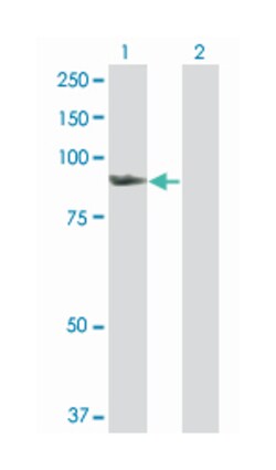 SMAD specific E3 ubiquitin protein ligase 1, Rabbit, Purified MaxPab Polyclonal Antibody, Abnova 100 &mu;g | Buy Online | Abnova Corporation | Fisher Scientific