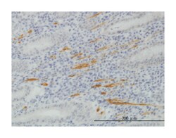 SMAD specific E3 ubiquitin protein ligase 1, Mouse, Clone: 1D7, Abnova
