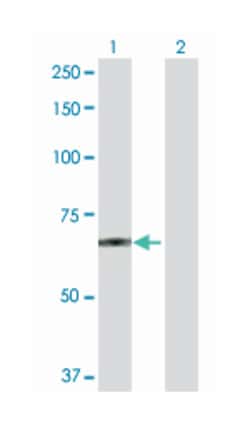 pogo transposable element with KRAB domain, Rabbit, Purified MaxPab Polyclonal